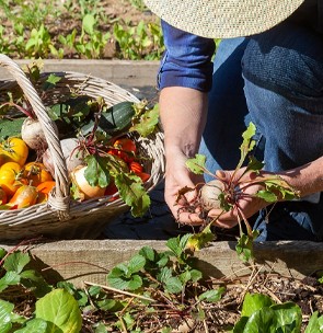 Benefits of gardening for organic living
